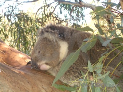 Koala animal green white.