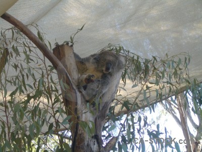 Koala gray animal.