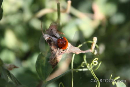 Ladybird insect green animal.