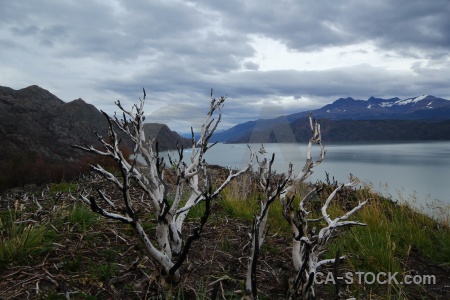 Lago grey dead circuit trek branch chile.