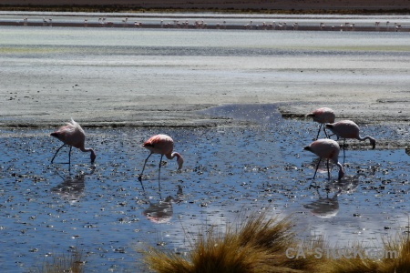 Laguna hedionda mud altitude animal salt.