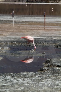 Laguna hedionda south america bolivia andes salt lake.