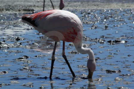 Lake andes salt lake water animal.