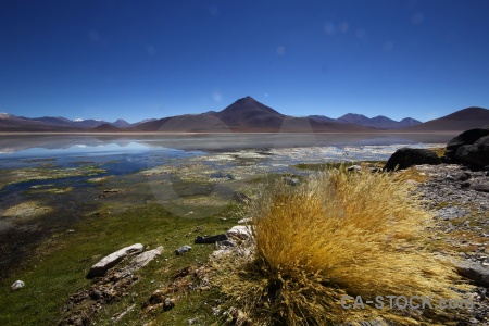 Lake bolivia plant andes south america.