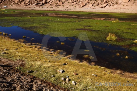 Lake grass water pond weed chile.