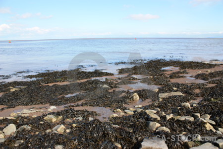 Landscape coast seaweed rock.