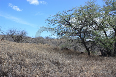 Landscape desert blue.