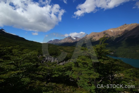 Landscape lake laguna del desierto tree patagonia.