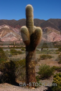 Landscape plant altitude south america sky.