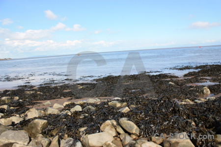Landscape rock seaweed coast.