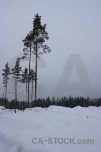 Landscape single tree winter snow.