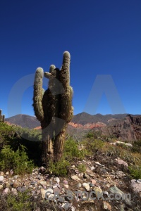 Landscape south america tilcara argentina salta tour.