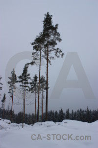 Landscape tree winter snow single.