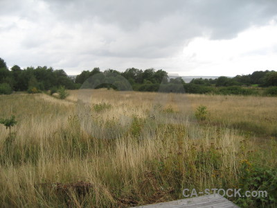 Landscape white green field.