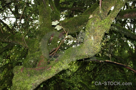 Leaf branch plant tree moss.