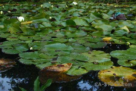 Leaf green lily flower plant.