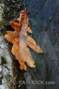 Leaf orange.