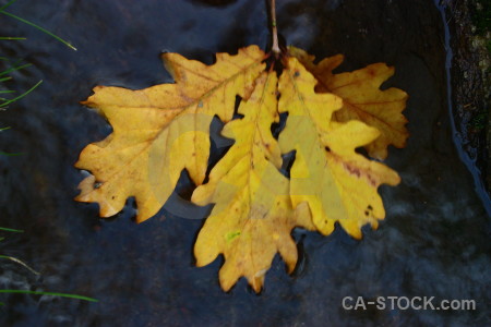 Leaf orange yellow.