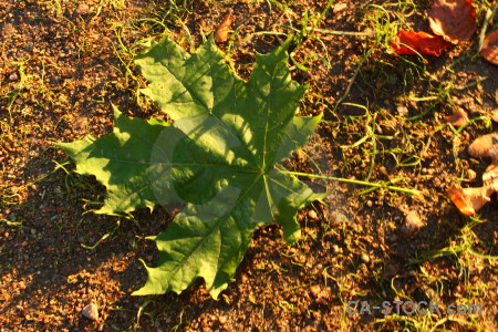 Leaf orange yellow green brown.