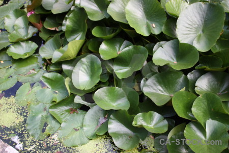 Leaf plant lily green.