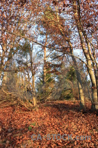 Leaf red tree orange forest.