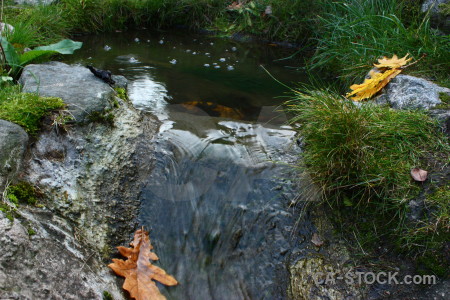 Leaf river green grass water.