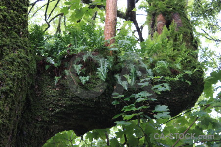 Leaf tree fern branch plant.