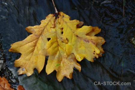 Leaf yellow orange.