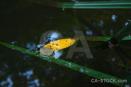 Leaf yellow river green black.