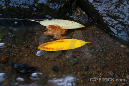 Leaf yellow river water.