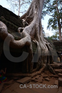 Lichen person southeast asia buddhism tree.