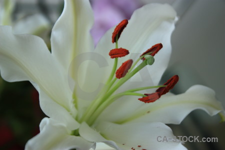 Lily flower green gray plant.