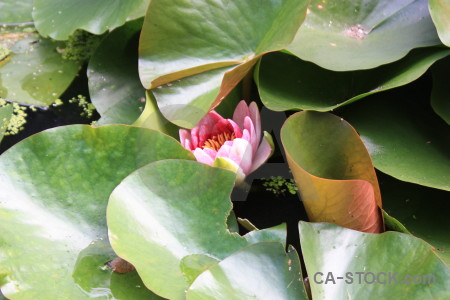 Lily flower green leaf plant.