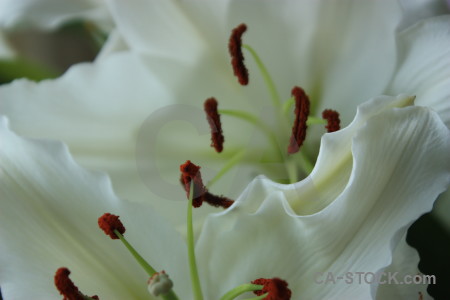 Lily green plant flower.