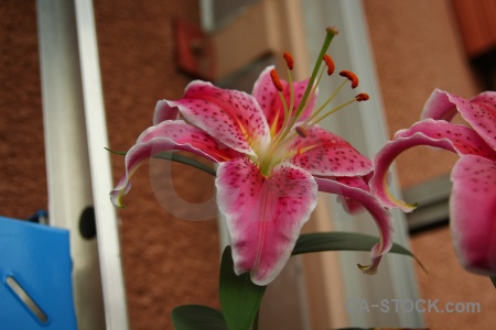 Lily karlskrona sweden plant flower.