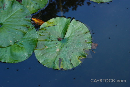 Lily leaf plant blue green.