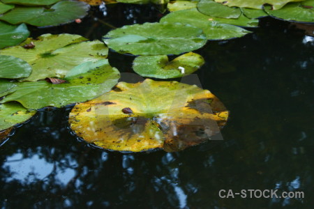 Lily plant black green leaf.