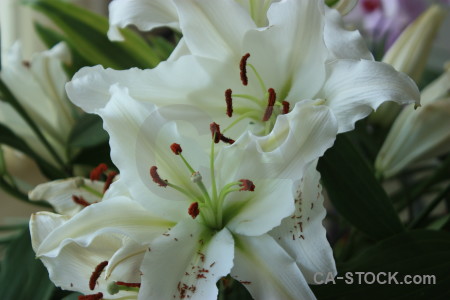 Lily plant green flower.