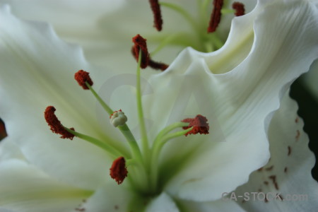 Lily plant green flower.