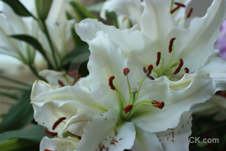 Lily plant green flower.