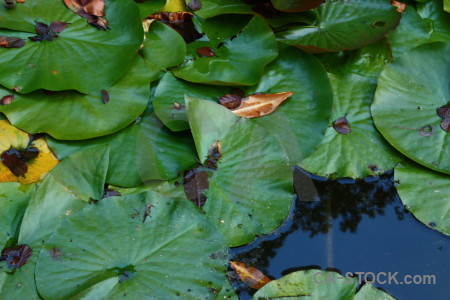 Lily plant green leaf blue.