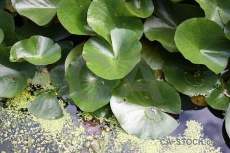 Lily plant leaf green.