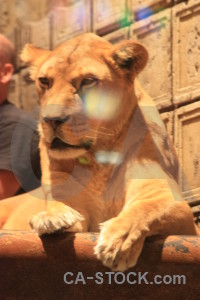 Lion brown animal cat orange.