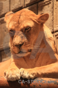 Lion brown orange animal cat.