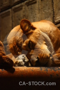 Lion orange cat animal brown.