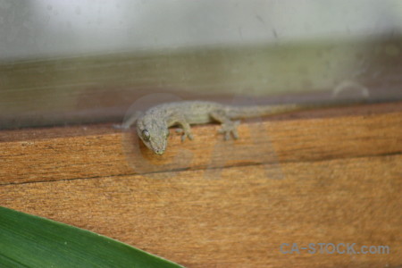 Lizard gecko green animal reptile.