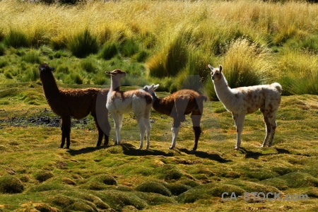 Llama grass chile animal andes.