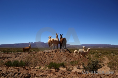 Llama salta tour sky mound altitude.