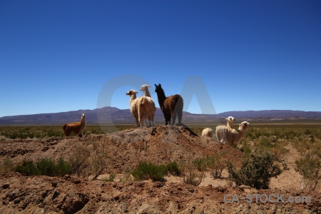 Llama sky andes mountain altitude.