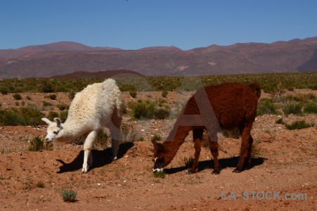 Llama sky salta tour animal landscape.